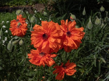 Büyük gelincik portakallı çiçeklerin (Papaver Orientale) yazın bahçede parlak taç yapraklarıyla yakın plan çekimi