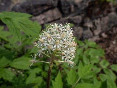 Kırmızı böğürtlen ya da chinaberry (Actaea rubra) bahçesinde küçük beyaz çiçekler açan zehirli bitkinin yakın plan çekimi.