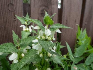 Beyaz ısırgan otu (Lamium albümü) yaz aylarında yeşil bitki örtüsüyle çevrili bir çayırda beyaz çiçeklerle çiçek açar.