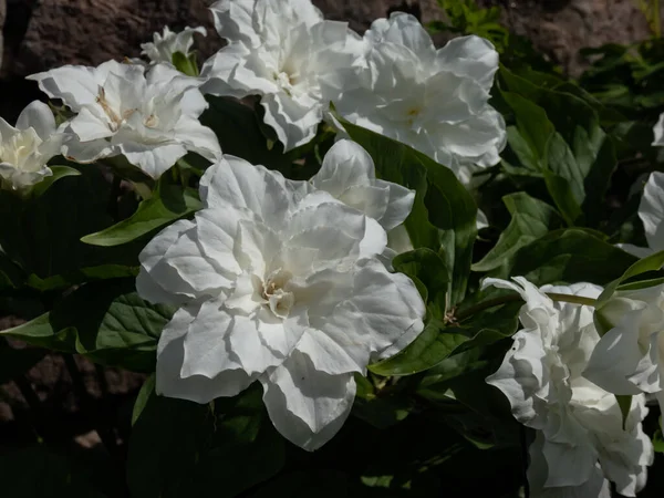 Amerikan Uyandırma Bülbülü Trillium Grandiflorum Yazın Bahçede Yapayalnız Beyaz Tam — Stok fotoğraf
