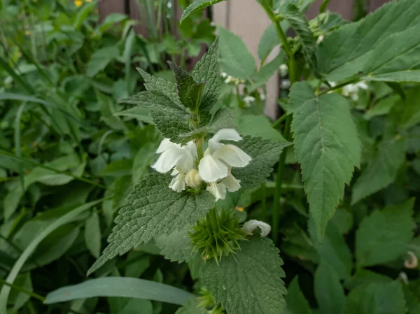 Beyaz ısırgan otu (Lamium albümü) yaz aylarında yeşil bitki örtüsüyle çevrili bir çayırda beyaz çiçeklerle çiçek açar.