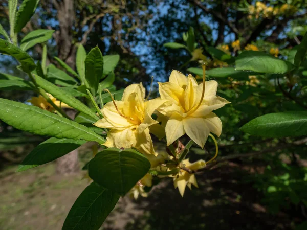 Közelkép Parkban Növekvő Sárga Azálea Vagy Mézeskalács Azálea Rhododendron Luteum — Stock Fotó