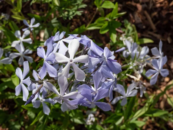 Woodland Phlox 'un yakın plan çekimi, yabani mavi phlox veya vahşi tatlı willia (phlox divaricata) bahçede mavi, beyaz ve lavanta çiçekleri ile çiçekleniyor