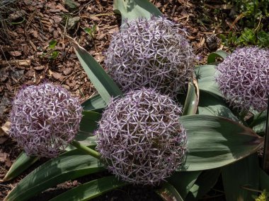 Allium 'un yakın plan çekimi. Pseudobodeanum, büyük, mor, yıldız şeklindeki çiçeklerle çiçek açıyor. Parlak güneş ışığı altında bahçede büyük çiçek başları şeklinde dizilmiş.