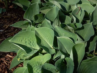 Bahçede büyüyen orta büyüklükteki 