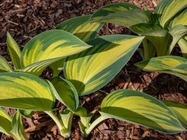 Baharın sonlarında bahçede belirgin altın yapraklarıyla mavi-yeşil çizgili düzensiz marjlarla büyüyen Hosta 'June'