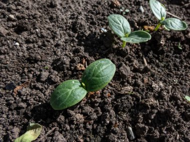 Bahçedeki toprakta yetişen ilk yeşil yapraklarla küçük salatalık bitkilerinin (salatalık sativus) yakın çekimi. Bahçe konsepti