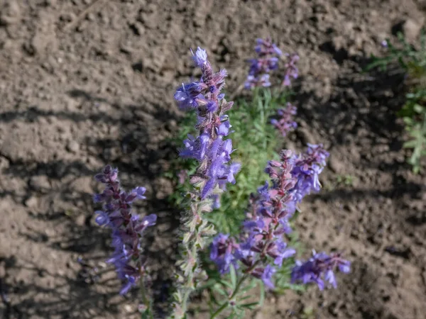 菊花鼠尾草或南斯拉夫切叶鼠尾草 Salvia Jurisicii 叶尖尖 开小花 毛覆盖 在植物园中从白色到紫色不等 — 图库照片