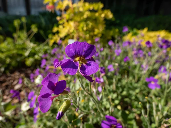 観賞用 常緑植物岩塊 オブリエタ カルトラム 庭でカーペットを形成する小さな青紫色の花を持つ 青の皇帝 — ストック写真