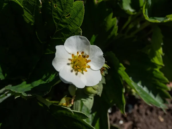 Tek Bir Çilek Çiçeğinin Macro Daire Şeklinde Dizilmiş Bahçedeki Yeşil — Stok fotoğraf