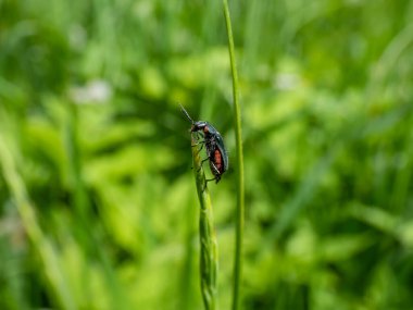 Yumuşak kanatlı çiçek böceği - uzun gövdeli malakit böceği (Malachius bipustulatus), baş ve pronotum kahverengimsi, elytrae sonundaki kırmızı noktayla parlayan metalik yeşildir.