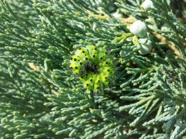 Küçük imparator güvesinin larva ya da tırtılı (Saturnia pavonia) - yeşil halkalar ve yeşil yapraklar ve bitki örtüsü arasında sarı ve kırmızı noktalar