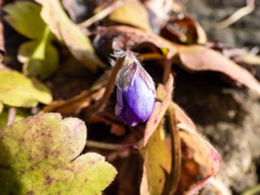 Büyük mavi hepatika (Hepatica transsilvanica), ilkbaharın ilk aylarında parlak güneş ışığında kayaların arasındaki kapalı tomurcukla çiçek açmaya başlar.