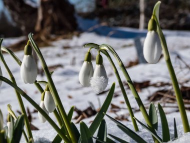 Galanthus imperati 'nin' Ginn 'in Biçimi' nin yakın çekimlerinde uzun, zarif çiçeklerle kaplı ve bahar başında parlak güneş ışığıyla çevrili.