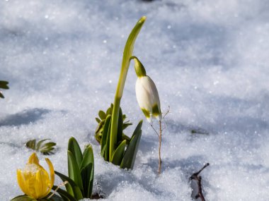 İlkbahar kar taneleri - Leucojum vernum - tek beyaz çiçekler tepenin ucunda yeşilimsi işaretler olan topraktan çıkıyor ve ilkbaharın başlarında beyaz karla çevriliyor.