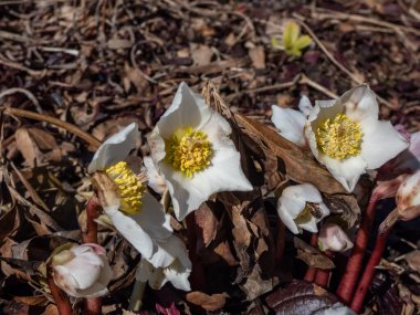 Beyaz Noel gülünün (helleborus niger) tam çiçeklenme ve açık taç yapraklarının parlak güneş ışığında yakın çekimi. Bahar, çiçek manzarası