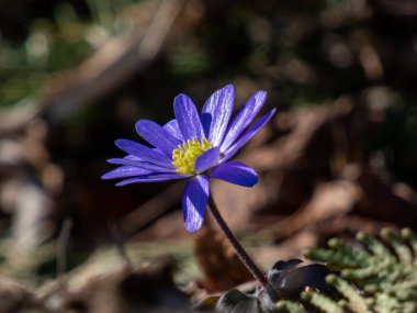 Papatya benzeri çiçeğe yakın plan Balkan şakayığı, Yunan rüzgâr çiçeği veya kış rüzgârçiçeği (Anemone blanda veya Anemonoides blanda) 'Enen' ilkbaharın başlarında kayaların bahçesinde parlak güneş ışığı altında çiçek açıyor