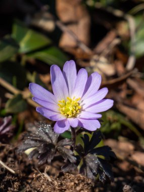 Papatya benzeri çiçeğe yakın plan Balkan şakayığı, Yunan rüzgâr çiçeği veya kış rüzgârçiçeği (Anemone blanda veya Anemonoides blanda) ilkbaharda kayalık bahçede güneş ışığında çiçek açıyor