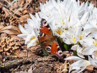 Avrupa tavus kuşu kelebeğinin (Aglais io) beyaz bahar çiçekleri (Colchicum szovitsii) üzerindeki görüntüsü güneş ışığında çiçek açar. Kanatlar paslı kırmızı, kanat ucu siyah mavi ve sarı göz kapağı