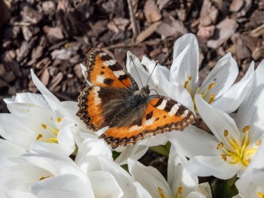 Küçük kaplumbağa kabuğunun makro görüntüsü (Aglais urticae) kırmızı turuncu kelebektir ve üzerinde siyah ve sarı işaretler vardır.