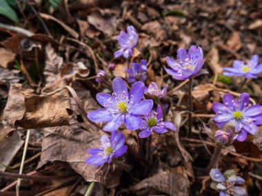 Amerikan Karaciğeri (Anemone hepatikası) ilkbaharın ilk kır çiçeklerinin güneşte kurumuş yapraklarla Macro çekimi. Leylak ve mor çiçekler. Güzel bahar çiçekleri.