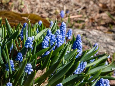 İlkbaharın başlarında çiçek açan uzun, çan şeklinde çiçekler ve yeşil yapraklı, küçük porselen mavisi sümbüller (Muscari azureum).