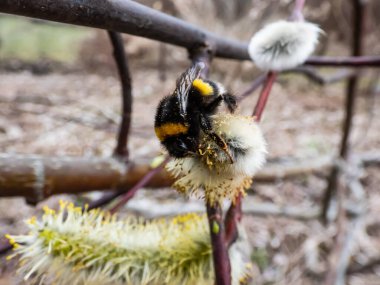 Yaban arısı ya da büyük toprak yaban arısı (bombus terrestris), ilkbaharın başlarında polenle kaplanmış, çiçekli bir kedi derisi üzerinde makro bir çekim yapar.