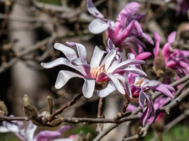 Pembe yıldız şeklinde çiçek açan yıldız manolyasının yakın plan çekimi - Magnolia stellata cultivar 'Rosea' nın parlak güneş ışığı altında. Güzel manolya manzarası