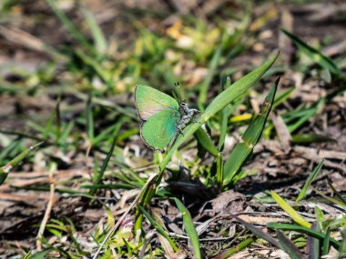 Güzel kelebeğin makro - Yeşil saç çizgisi (Callophrys rubi) yeşil bir çim üzerinde oturmaktadır.