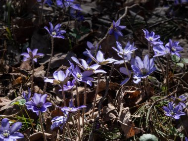 Anemone hepatikası (Anemone hepatica veya Hepatica nobilis) ormanın parlak güneş ışığında mor çiçeklerle açarak makro bir çekim yapar. Güzellik ve narin bahar çiçekleri.