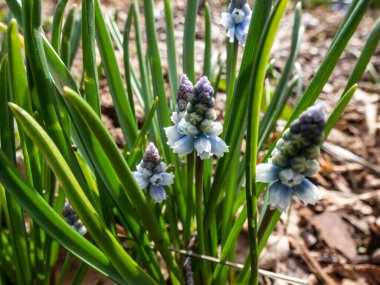 Güzel bir pudra mavisi muscari 'nin yakın plan çekimi. Üzüm sümbülü (Muscari azureum x mcbeathianum) küçük çan biçimli veya vazo biçimli çiçekleri dikleşik yapraksız bir gövde üzerinde yoğun bir yarışta bulunur.