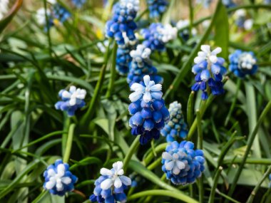 Bicolor üzümlü sümbül Muscari aucheri 'Mount Hood' un yakın çekimlerinde güzel, üzümlü, beyaz uçlu, beyaz çiçeklerle taçlandırılmış, yuvarlak mavi çiçek kümeleri vardır.
