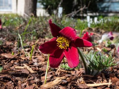Kırmızı Pasque Çiçeği ya da Kırmızı Meadow Anemona- Pulsatilla Rubra 'nın yakın plan çekimi. Baharın başlarında kısa saplı altın sarısı pullu, çan şeklinde koyu kırmızı çiçeklerle övünüyor.