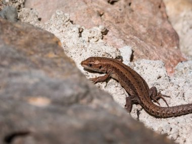 Genç Viviparous kertenkele ya da yaygın kertenkele (Zootoca vivivipara) baharın başlarında bahçedeki dikey kaya duvarında güneş banyosu yapıyor.