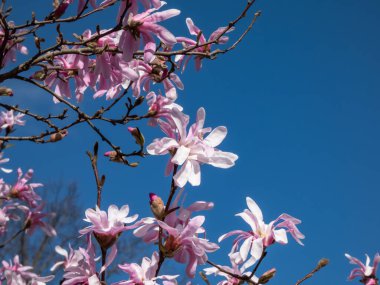 Çiçek açan yıldız manolyasının pembe yıldız şeklindeki çiçeklerinin yakın plan çekimi - Magnolia stellata cultivar 'Rosea' nın parlak güneş ışığı altında arka planda koyu mavi gökyüzü. Güzel manolya manzarası