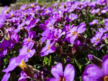 Macro shot of delicate, ornamental, evergreen plant rock cress (Aubrieta x cultorum) 'Blue Emperor' with small blue - purple flowers forming carpet in rock garden in spring