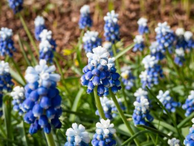 Bicolor üzümlü sümbül Muscari aucheri 'Mount Hood' un yakın çekimlerinde güzel, üzümlü, beyaz uçlu, beyaz çiçeklerle taçlandırılmış, yuvarlak mavi çiçek kümeleri vardır.