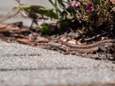 Viviparous kertenkele ya da yaygın kertenkele (Zootoca vipara) yakın çekim bahçedeki bitki örtüsü yakınında yan ve zemin kat parlak güneş ışığı görüntüsü