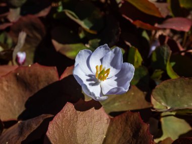 Small, delicate and charming spring-flowering asian twin leaf (Jeffersonia dubia) with pale violet and blue-lavender flowers in bright sunlight growing in the rock garden