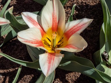 Canlı lale Quebec 'e yakın çekim. Çiçek, taç yapraklarında kırmızı pastel bir kırmızı ve bahar aylarında parlak güneş ışığında kanarya sarısı bir taban ile kaymak gibi beyazdır.