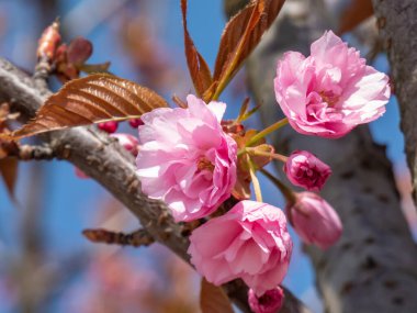 Japonya 'nın güzel, pembe kiraz çiçekleri dallarda ve mavi gökyüzünün altında açan pembe sakura çiçekleri. Narin ve romantik bahar çiçekleri.