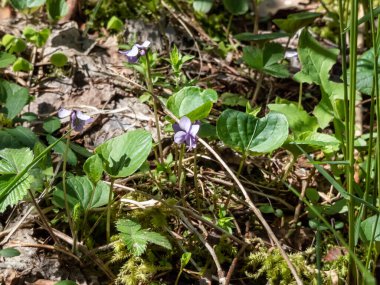 Narin beyaz ve leylak rengi Alp alp mor (Viola palustris) çiçeğin üzerinde koyu mor çizgiler ile ilkbaharda parlak güneş ışığında güzel yeşil bir manzara.
