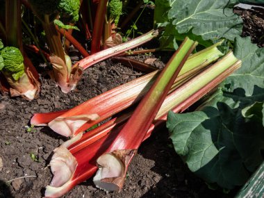 Bahçede parlak güneş ışığında büyüyen bir ravent bitkisinin yanındaki bahçeden toplanan büyük, taze, olgun, yenilebilir ravent sapları. Mevsimlik sebze