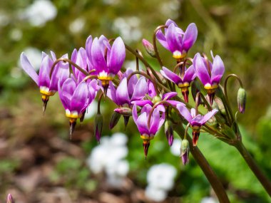 Primula Meadia 'nın pembe çiçekleri, kayan yıldız (Dodecatheon Meadia) yeşil arka planda çiçek açıyor.
