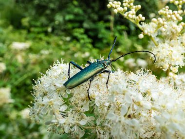 Erişkin misk böceğinin (Aromia moschata) çok uzun anten, bakır ve yeşilimsi metalik tonlarıyla beyaz bir çiçeğin üzerinde parlak güneş ışığıyla çevrili yeşil bir bitki örtüsü.