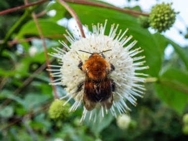 Macro of a bumblebee collecting pollen from a single flower of the buttonbush, button-willow or honey-bells (Cephalanthus occidentalis). Macro shot of white flower arranged in spherical inflorescence