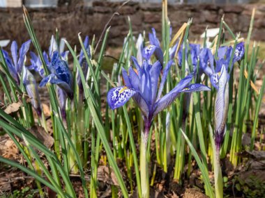 İlk bahar çiçeklerinin yakın plan çekimi - Suriyeli Iris (Iris histrio) bahçede yeşil saplı mavi çiçeklerle çiçek açıyor