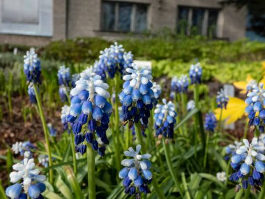 Çift renkli üzüm sümbülü Muscari aucheri 'Mount Hood' un yakın çekimi. Üzüm benzeri, beyaz uçlu mavi çiçek kümeleri, ilkbaharın başlarında beyaz çiçeklerle taçlandırılmış.