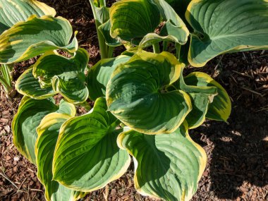 Bitki zambakları (Hosta dalgalanmaları) 'Sagae' büyük, kalın, dalgalı, geniş oval, buzlu mavi-yeşil yapraklar gri-yeşil dönen, düzensiz kenarları krem-beyaz