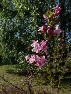 Yoğun, yuvarlak, yaprak döken Weigela praecox (lemoine) 'Newport Kırmızısı' huni şeklinde, gül pembesi çiçek kümeleri